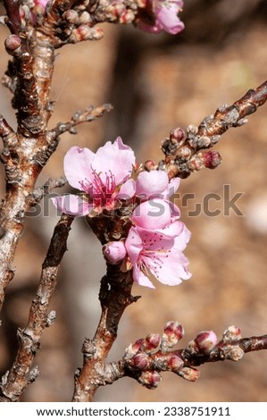 Sydney Australia, bare branch with pink flowers of prunus persica dwarf or peach tree