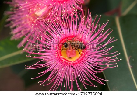 Sydney Australia, bee on pink flower of an Australian native flowering gum tree 