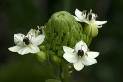 Sydney Australia, Close-up Of Flowerhead Of Ornithogalum Saundersiae Or Giant Chincherinchee With Many Small Flowers