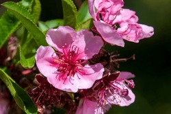 Sydney Australia, Close-up Of Pink Flowers Of Prunus Persica Dwarf Or Peach Tree