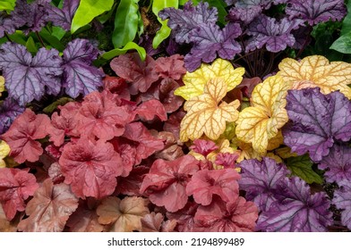 Sydney Australia, Colourful Heuchera Leaves On A Plant Wall