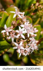 Sydney Australia, crassula ovata or jade plant, has small pink or white flowers is a common houseplant but native to the KwaZulu-Natal and Eastern Cape provinces of South Africa, and Mozambique