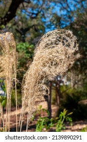 Sydney Australia, Dry Seed Stem Of Miscanthus Sinensis An Ornamental Grass In Garden