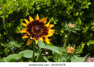 Sydney Australia, Dwarf Sunflowers In The Garden