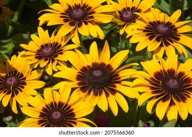 Sydney Australia, Dwarf Sunflowers In The Garden