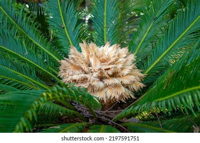 Sydney Australia, Female Flowers Of A Sago Cycad Native To The Japanese Ryukyu Islands