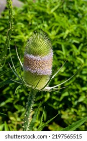 Sydney Australia, Flower Head Of A Dipsacus Sativus Or Fullers Teasel Plant