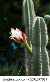 Sydney Australia, Flower Stalks Of A Cereus Peruvianus Or Night Blooming Cereus Which Is Native To Arizona And The Sonora Desert