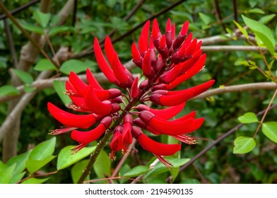 Sydney Australia, Flower Stem Of A  Erythrina × Bidwillii Tree