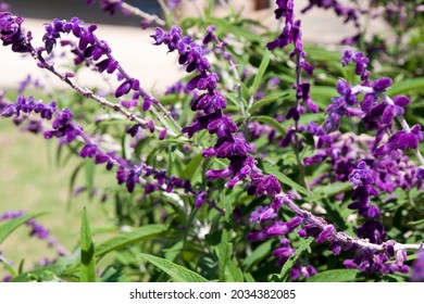 Sydney Australia, Flower Stem Of A Purple Velvet Mexican Sage Plant