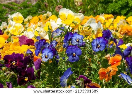 Sydney Australia, flowerbed of bright pansies on a sunny day