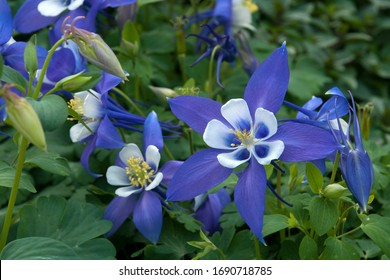 Sydney Australia, flowering aquilegia or Colorado blue columbine in garden