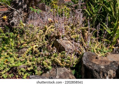 Sydney Australia, Flowering Crassula Groundcover In Rock Garden