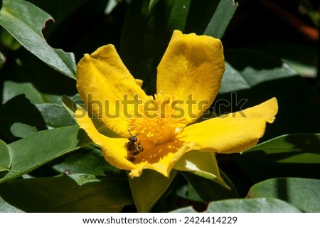 Sydney Australia, insect on bright yellow flower of hibbertia scandens or snake vine