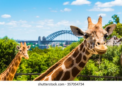 Sydney, Australia - January 11, 2014 : Giraffe at Taronga Zoo in Sydney with Harbour Bridge in background. Taronga Zoo is the city zoo of Sydney and is located on the shores of Sydney Harbour