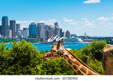 Sydney, Australia - January 11, 2014 : Giraffe at Taronga Zoo in Sydney with Harbour Bridge in background. Taronga Zoo is the city zoo of Sydney and is located on the shores of Sydney Harbour