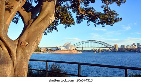 Sydney, Australia - July 17, 2014: A Moreton Bay Fig Tree Frames Landmark Opera House & Harbour Bridge On A Winter's Morning.