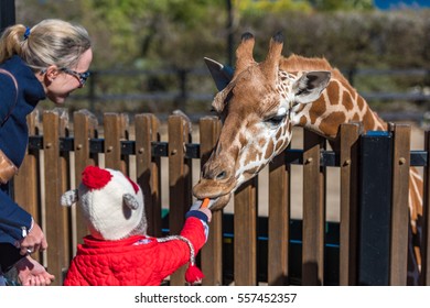 Sydney, Australia - July 23, 2016: People feeding carrots to giraffes. Feeding the Giraffes attraction at Taronga Zoo