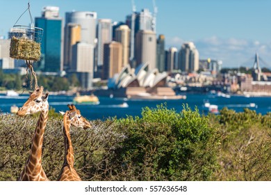 Sydney, Australia - July 23, 2016: Cute Giraffes at Taronga Zoo with awesome views of Sydney Harbour, Sydney CBD and Sydney Opera House