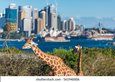 Sydney, Australia - July 23, 2016: Giraffes of Taronga Zoo with beautiful views of Sydney Harbour and Sydney skyline