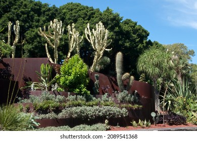 Sydney Australia,  layered cactus garden topped with Euphorbia ammak also known as a variegated candelabra spurge or a ghost euphorbia 