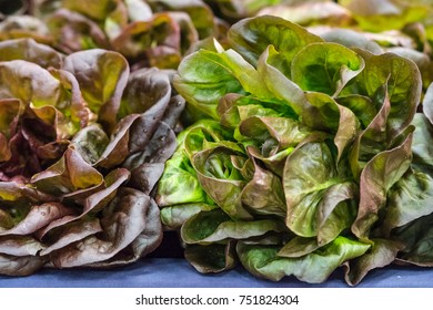 Sydney, Australia - March 25, 2017: Closeup Of Two Freshly Harvested Green-red Lettuce Heads On Display At Farmers Market.