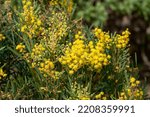 Sydney Australia, native acacia boormanii or snowy river wattle is native to the alpine areas of NSW and Victoria