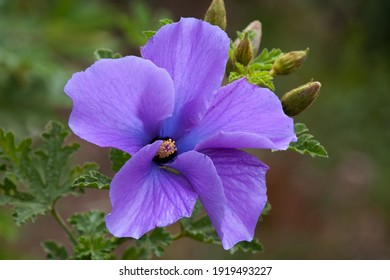 Lilac Hibiscus High Res Stock Images Shutterstock