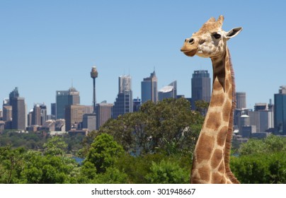 SYDNEY, AUSTRALIA - NOVEMBER 02, 2014. Giraffes at Taronga Zoo with a view of the skyline of the CBD of Sydney in the background. Syndey on November 02, 2014