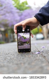 Sydney, Australia - November 7, 2020: Hand Holding IPhone With Jacaranda Tree On The Screen. 