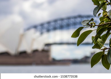 Sydney Australia Oct 13th 2019: The Green Leaves. The Bokeh Background Is Sydney Opera House And Sydney Harbor Bridge In Australia.