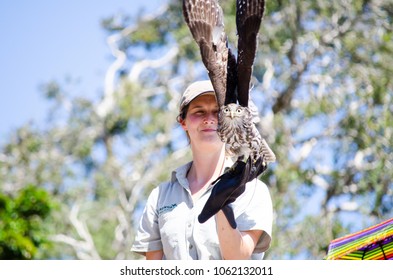 SYDNEY, AUSTRALIA. – On November 26, 2017 - Nimble kites bird is about to fly from bird trainer hand in Flight Birds show at Taronga Zoo.