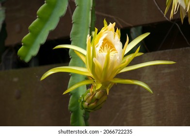 3,648 Climbing cactus Images, Stock Photos & Vectors | Shutterstock