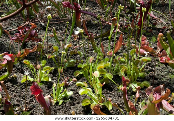 fly trap australia