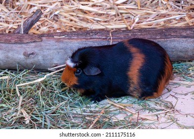 Sydney Australia, Pet Guinea Pig In Hutch With Dry Grass