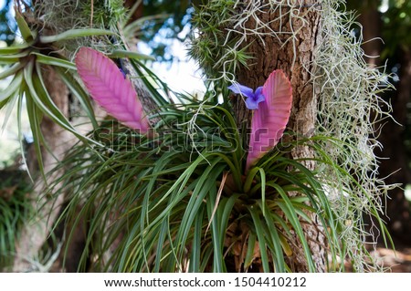 Sydney Australia, quill of  tillandsia cyanea or pink quill plant