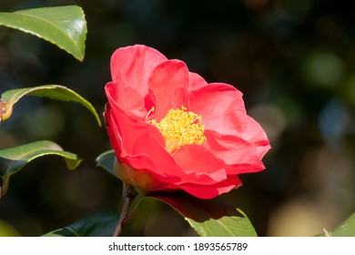 Sydney Australia, Red Flower Of A Camellia Japonica Tree