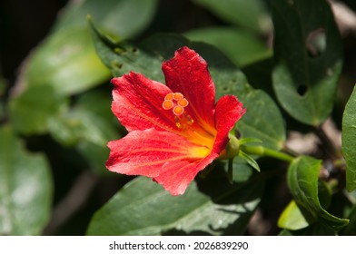 Sydney Australia, Red Flower Of A Hibiscus Boryanus Native To Mascarene Islands