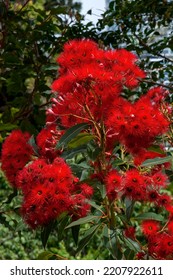 Sydney Australia, Red Flowering Gum Tree In Bloom