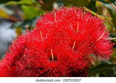 Sydney Australia, Red Flowers Of An Australian Native Flowering Gum Tree