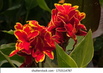 Canna Indica Perennial Flower Images Stock Photos Vectors Shutterstock