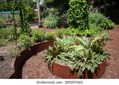 Sydney Australia, View Across A Community Veggie Garden 