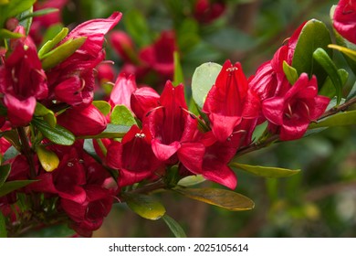 Sydney Australia, Vivid Red Flowers Of A Graptophyllum Excelsum X Ilicifolium Or Scarlet Fuchsia Native To Queensland