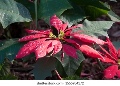 Sydney Australia, water drops on red flower of a poinsettia tree - Powered by Shutterstock