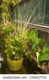 Sydney Australia, Water Pond With Ceramic Pot Plants As A Feature In Summer Garden	
