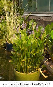 Sydney Australia, Water Pond With Ceramic Pot Plants As A Feature In Summer Garden	
