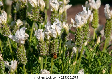 Sydney Australia, White Lavender Shrubs In Flower