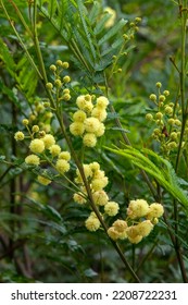 Sydney Australia, Yellow Flowers Of Acacia Decurrens, Known As Black Wattle Or Early Green Wattle