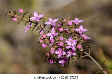 Sydney Boronia plant in flower