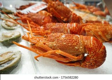 Sydney Fish Market Fresh Lobster           